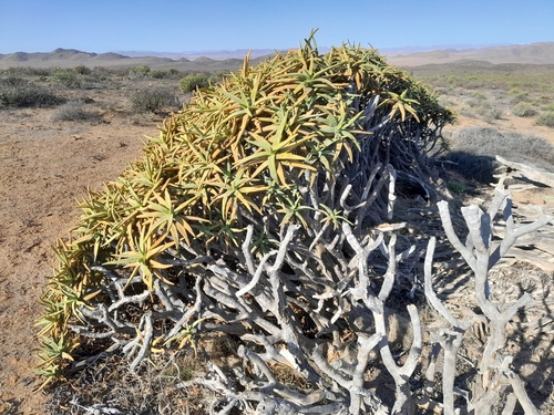 Image of Aloidendron ramosissimum by no rights reserved