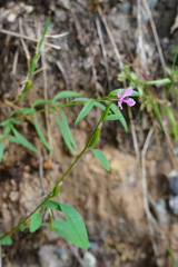 Clarkia rhomboidea