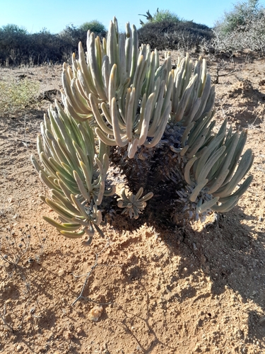 Image of Pegleg Butterbush (Tylecodon wallichii) by no rights reserved