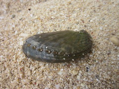 Haliotis asinina