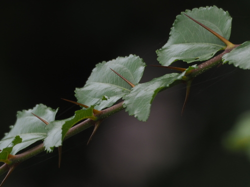 Image of Thorny Wingnut (Paliurus ramosissimus) by no rights reserved
