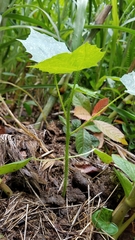 Cnidoscolus multilobus