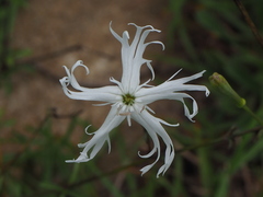 Silene fissipetala