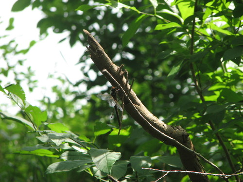 Swamp Darner photographed in Delaware