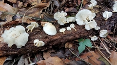 Ripartitella brasiliensis