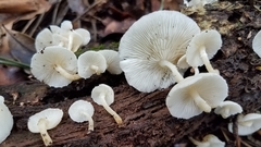 Ripartitella brasiliensis