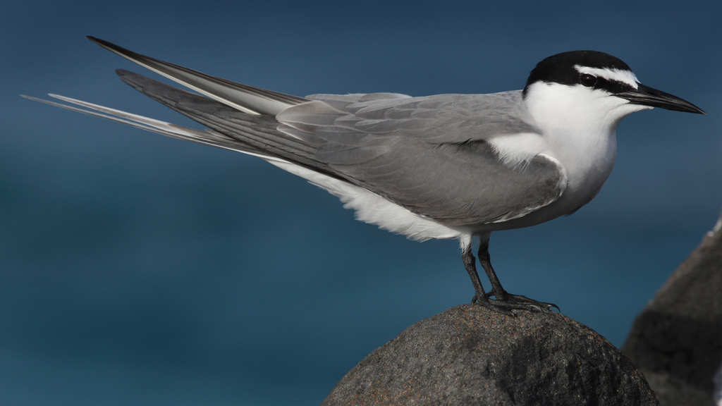 Gray-backed Tern (Onychoprion lunatus) photo