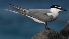 Gray-Backed Tern photo 1