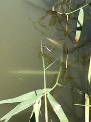 Orthetrum cancellatum