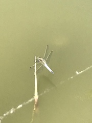 Orthetrum cancellatum