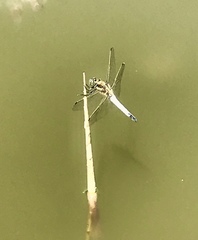 Orthetrum cancellatum