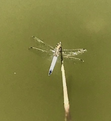 Orthetrum cancellatum