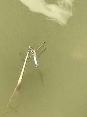 Orthetrum cancellatum