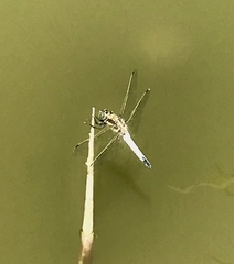 Orthetrum cancellatum