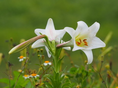 Lilium longiflorum