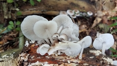 Mycena margarita