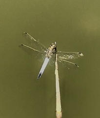 Orthetrum cancellatum