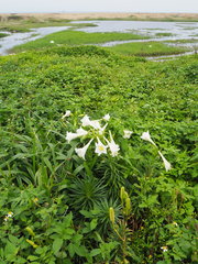 Lilium longiflorum