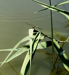 Orthetrum cancellatum