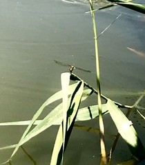 Orthetrum cancellatum