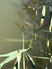 Orthetrum cancellatum