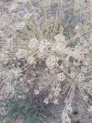 Zosima absinthifolia
