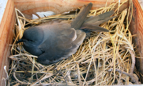 Oceanodroma tristrami observed 2008-01-28
