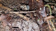 Pseudosermyle phalangiphora