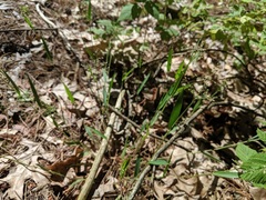 Dichanthelium columbianum