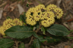 Pomaderris elliptica