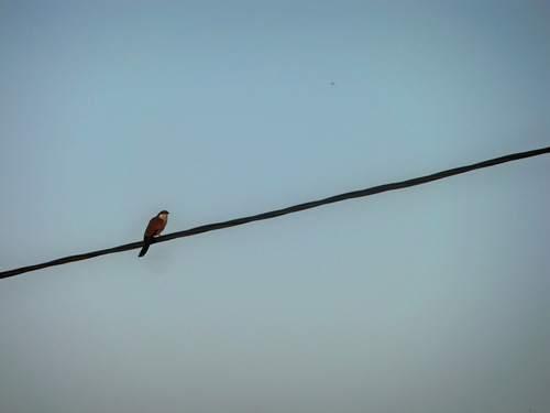 Senegal Coucal