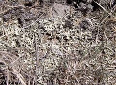 Xanthoparmelia camtschadalis