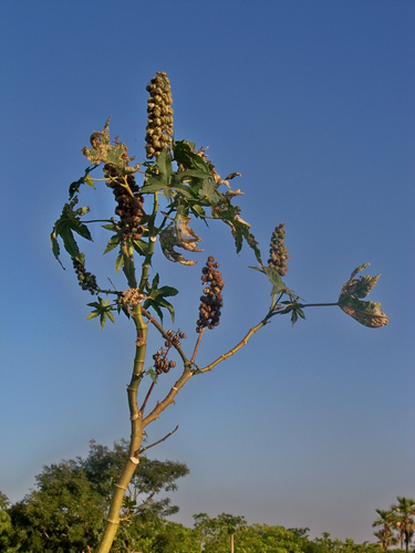 castor bean