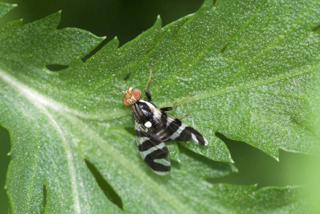 Rhagoletis tabellaria