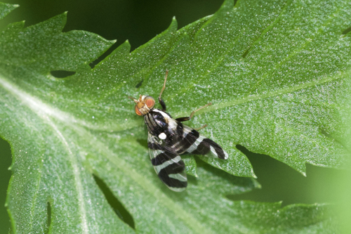 Rhagoletis tabellaria