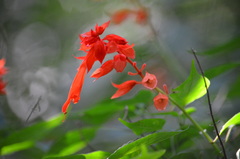 Salvia splendens