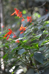 Salvia splendens