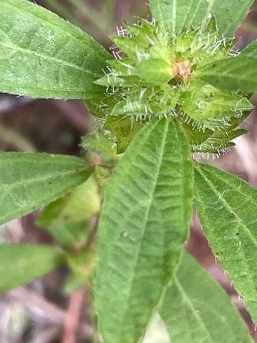 Image of Acalypha gracilens by no rights reserved