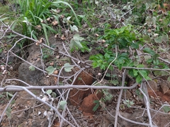 Gossypium tomentosum