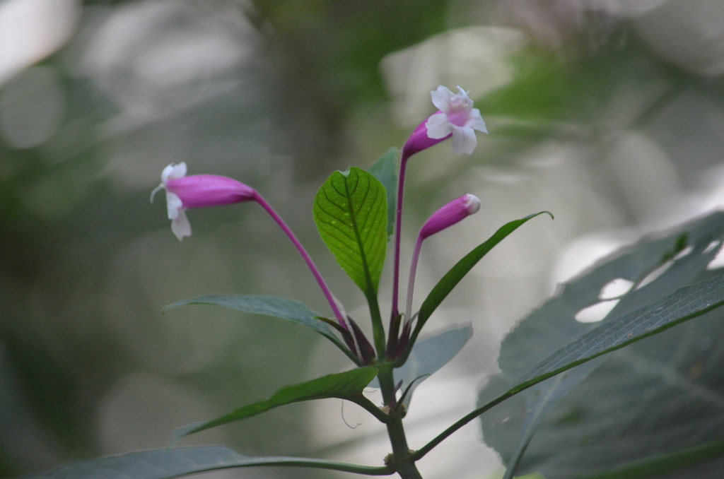 Ruellia herbstii