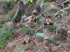 Gossypium tomentosum