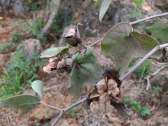 Gossypium tomentosum