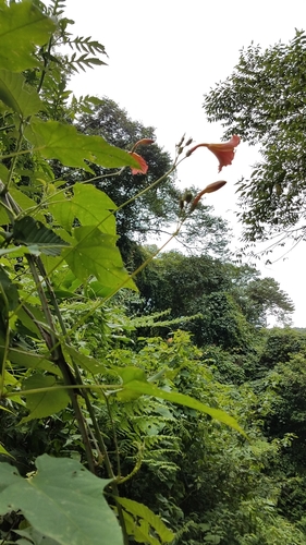 Ipomoea funis