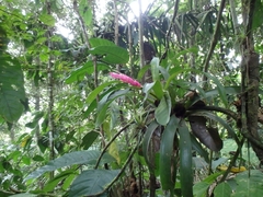 Guzmania remyi