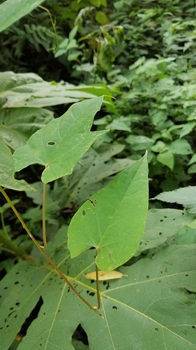Ipomoea funis, photograph 2
