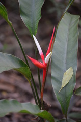 Heliconia angusta