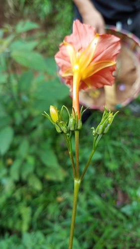 Ipomoea funis, photograph 3