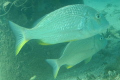 Acanthopagrus morrisonae