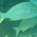 Western Yellow-finned Bream - Photo (c) Alex Hoschke, some rights reserved (CC BY-NC), uploaded by Alex Hoschke