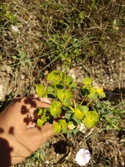 Euphorbia glareosa